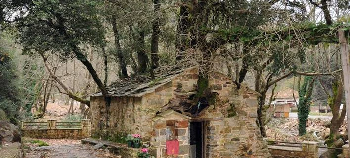 Έσπασε όλα τα ρεκόρ το εκκλησάκι της Αγίας Θεοδώρας – Βγαίνουν 17 δέντρα από τη σκεπή της (εικόνες)